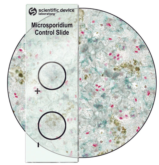 Microsporidium Stain Control Slide - Cat# 369