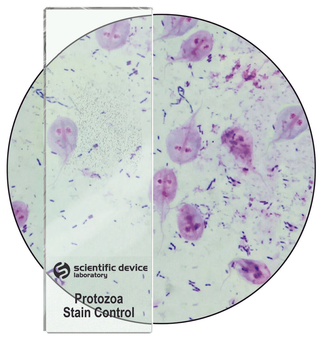 Protozoa Stain Control Slide - Cat# 354